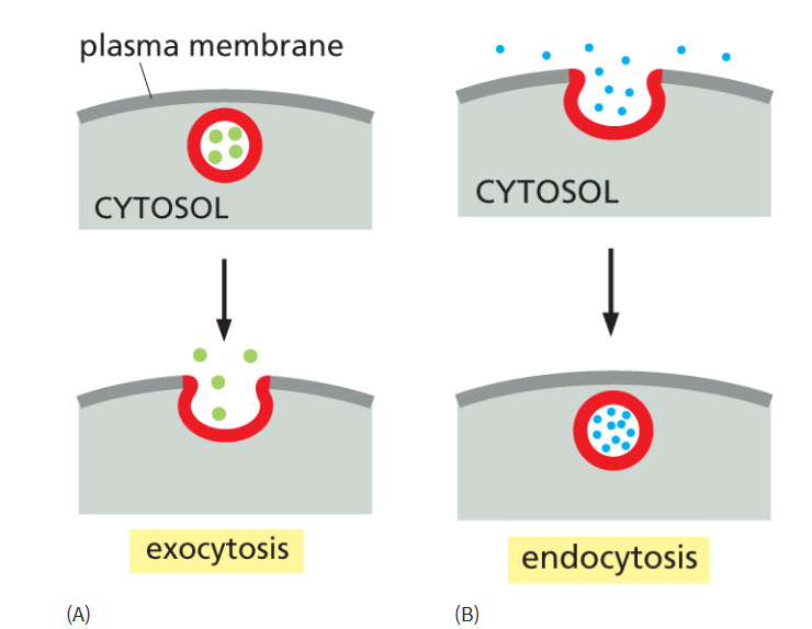 <p>Movement of material between organelles in the eukaryotic cell via membrane-enclosed vesicles</p><ul><li><p>typically goes ER → Golgi → other endomembrane organelle</p></li><li><p>allows for exocytosis/endocytosis!</p></li></ul><p></p>