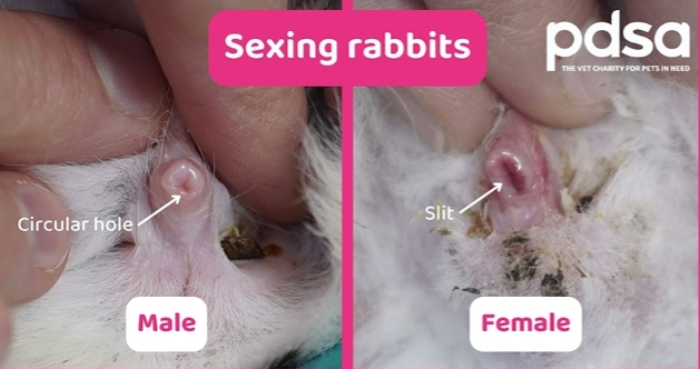 <p>Dewlap present = female</p><p>Vulva is located directly below anus</p><p>Ensheathed penis is located directly below anus similar to cats</p><p>Obvious testes present </p>