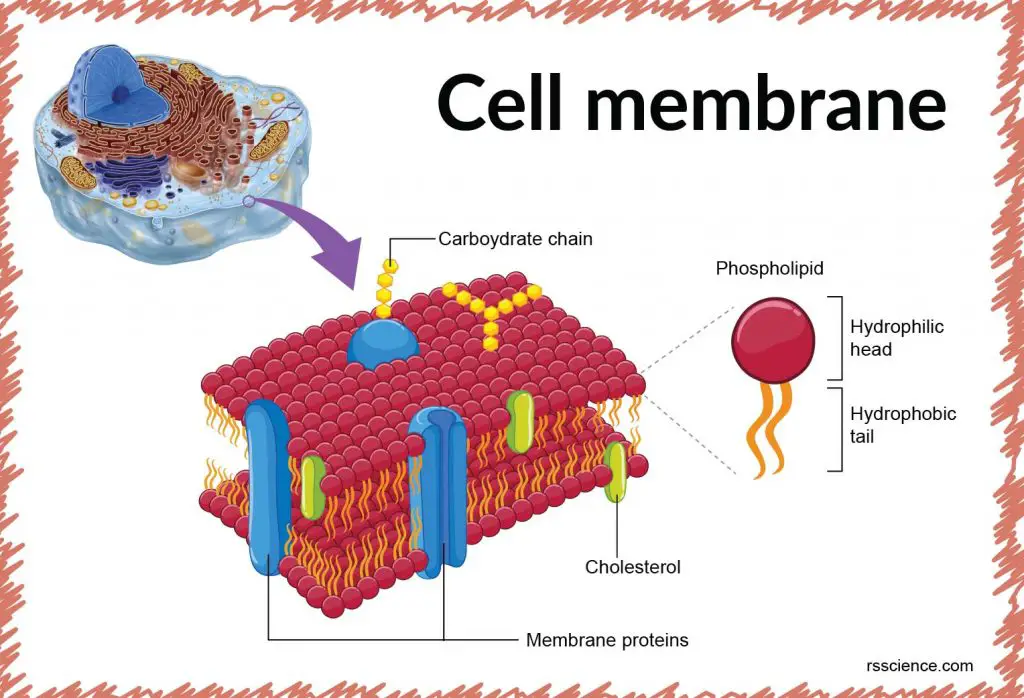 <p>Cell Membrane</p>