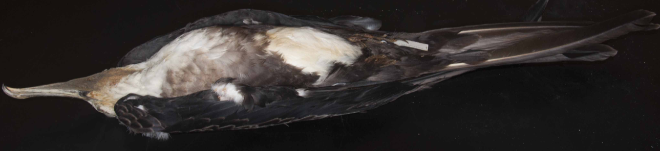 <p>Frigatebird </p>