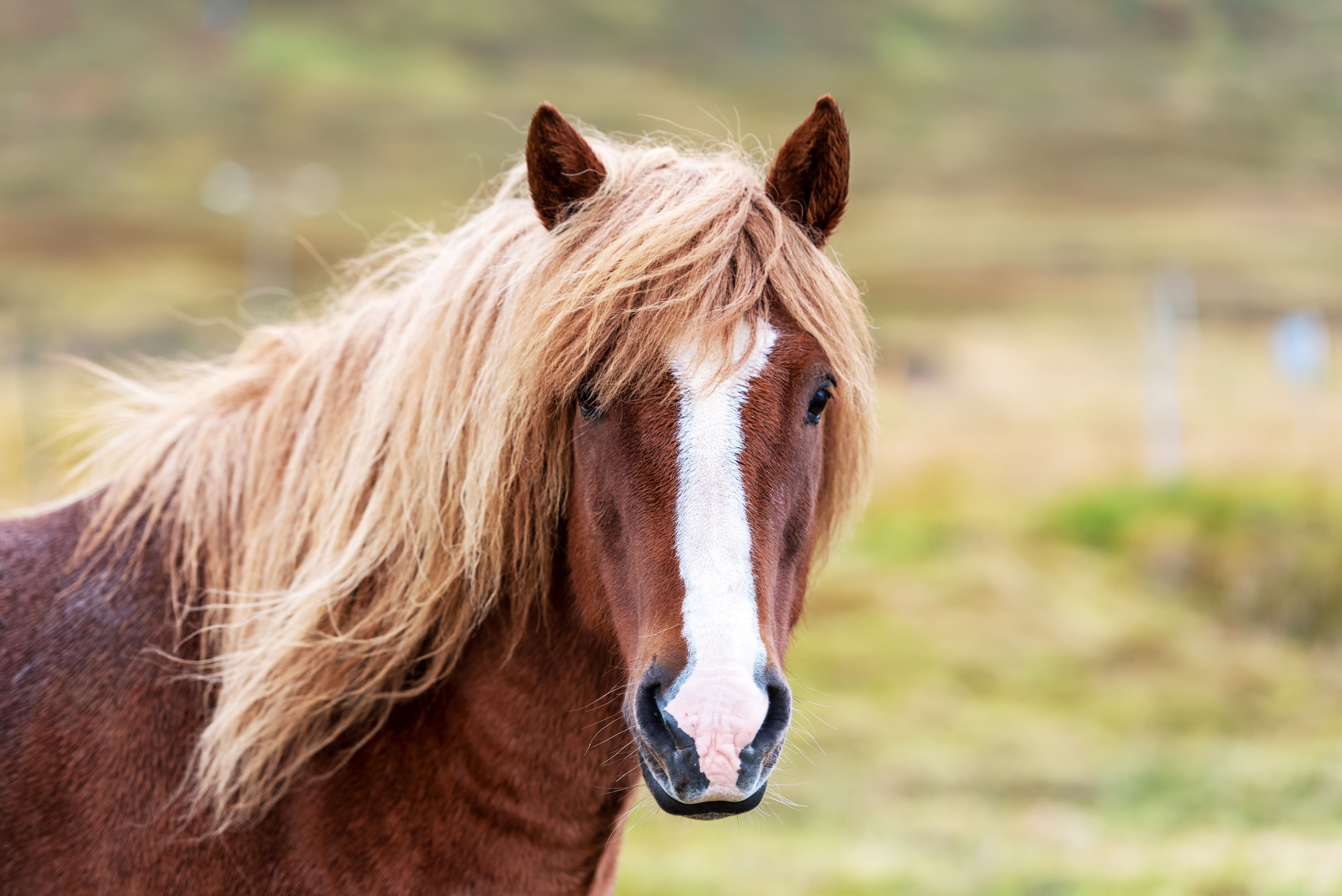 <p>horse face marking</p>