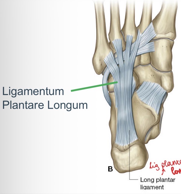 <p><span><span>Start aan calcaneus en loopt naar distaal anterieur naar de basis van de metatarsaal II, III, IV en V.</span></span></p>