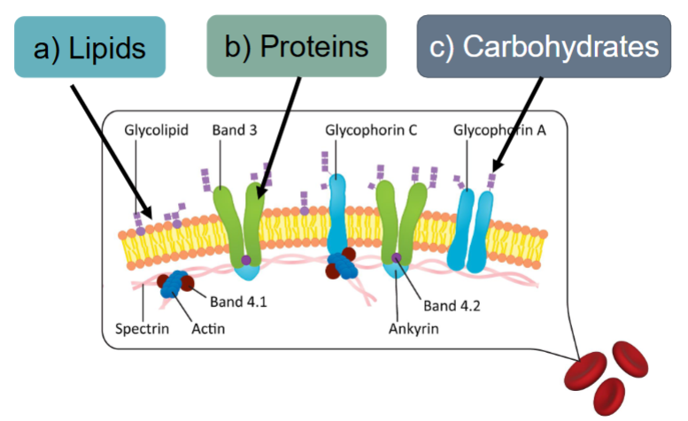 <ul><li><p>Lipids</p></li><li><p>Proteins</p></li><li><p>Carbohydrates</p></li></ul><p></p>
