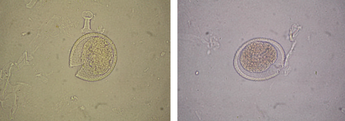 <p>What organism is this?</p>