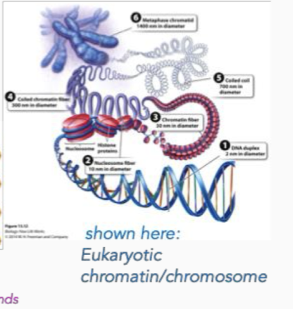 <p>Tertiary (helix winds up to form chromatin, DNA that “wound up”)</p>