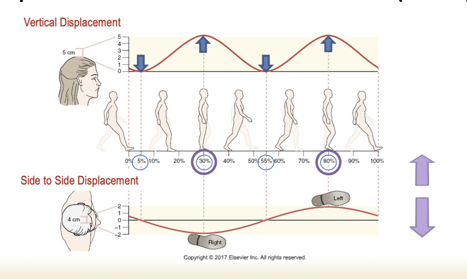 <p>The center of mass typically moves in a smooth, sinusoidal pattern during gait, with vertical and horizontal displacements resulting from the alternating phases of stance and swing. </p>