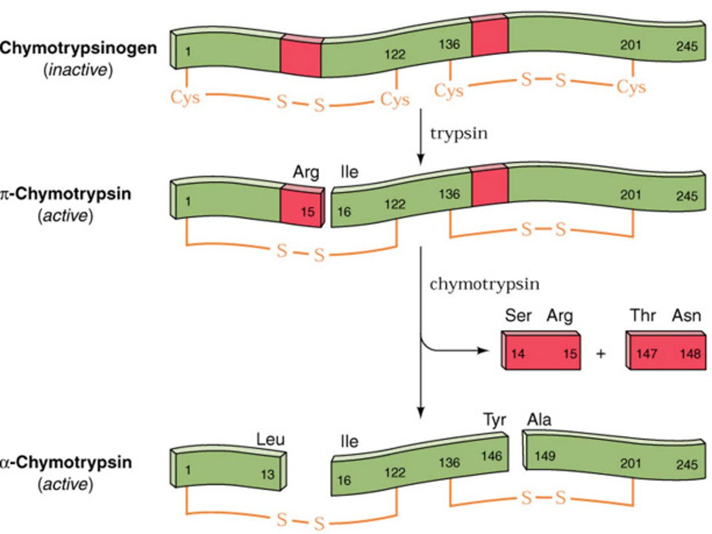 <p>Trypsin initiates cleavage to form pi-chymotrypsin, which undergoes further cleavage to more active alpha-chymotrypsin version</p>