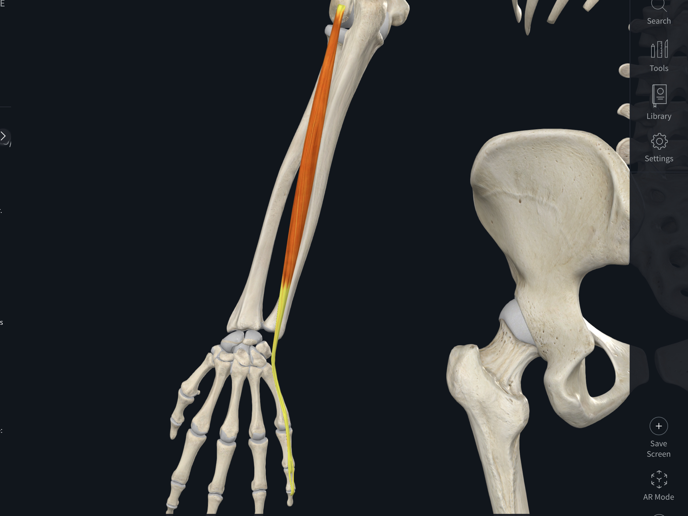 <p><span>&nbsp; · Origin: Lateral epicondyle of the humerus</span></p><p class="p1"><span>&nbsp; · Insertion: Extensor expansion of the little finger</span></p><p class="p1"><span>&nbsp; · Nerve Supply: Deep branch of radial nerve</span></p><p class="p1"><span>&nbsp; · Action: Extends metacarpal phalangeal joint of little finger</span></p>