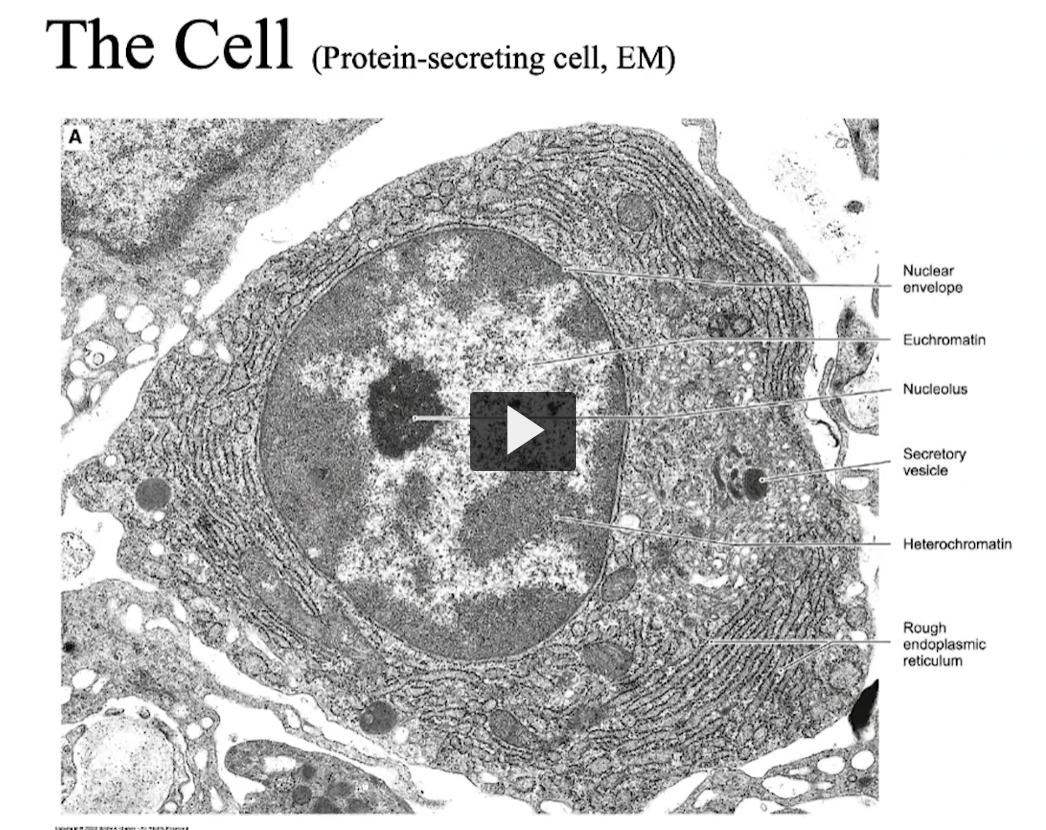 <p>This is a picture of electron microscopy that is not found in the textbook. </p><p></p>