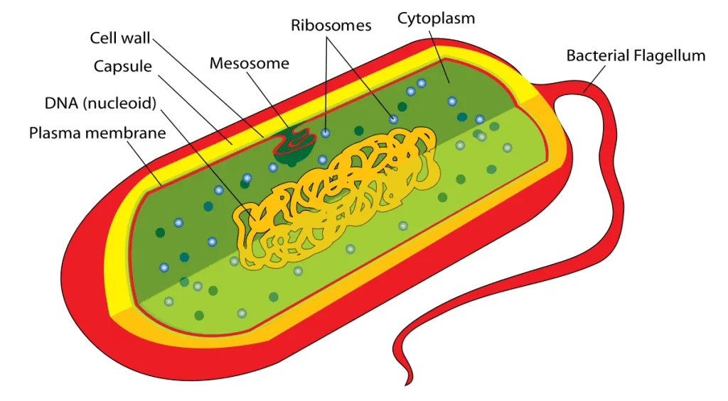<p>A microscopic, single-celled organism that lacks a distinct cell nucleus and other membrane-bound organelles</p>