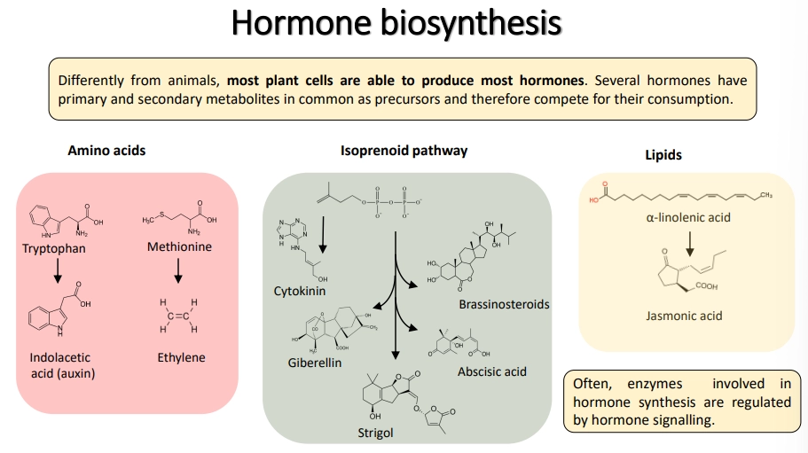 <ul><li><p>hormones tap into the <strong>same pool of precursors </strong>as many other <strong>biosynthetic/metabolic pathways</strong>, so they <strong>compete </strong>for their consumption and have to be regulated to stop them from negatively affecting growth</p></li><li><p><strong>synthetic</strong> hormones do <strong>not </strong>necessarily have the same structure, but they bind to the <strong>same </strong>receptors- often these cause <strong>stronger responses</strong> because plants are <strong>not equipped</strong> to degrade/deactivate them</p></li></ul><p></p>
