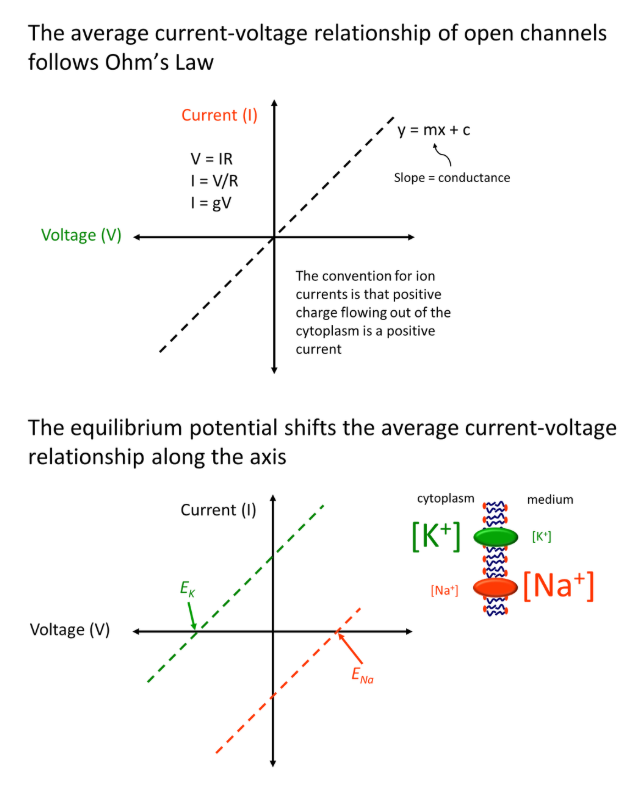 <p>for a membrane where three sodium ions are exchanged for two potassium ions in by a sodium-potassium pump, where all channels are always open:</p><ul><li><p>the linear current-voltage graph shifts to the <strong>left </strong>with a <strong>potassium ion gradient </strong>across a membrane, because the <strong>equilibrium potential</strong> is reached when the flow of ions <strong>out </strong>of the cytoplasm (due to concentration gradient) is equal to the flow of ions <strong>in </strong>(due to the charge difference, negative inside the cell)- so <strong>the equilibrium is reached at a negative potential difference</strong></p></li><li><p>the graph shifts to the <strong>right </strong>for a <strong>sodium ion gradient </strong>across a membrane, because the equilibrium will only be reached when enough sodium ions diffuse through to make the <strong>cytoplasm positively charged</strong> (and so <strong>balance </strong>the flow of ions in/out)</p></li><li><p>the shift of the relationship for any ion is dependent on its concentration gradient</p></li></ul><p></p><p>however, these relationships become <strong>non-linear </strong>in normal systems, where we observe <strong>voltage gating</strong></p><ul><li><p>the current will remain at <strong>0 </strong>until a particular voltage is <strong>reached</strong>, at which point it increases/decreases until reaching the<strong> linear line</strong></p></li><li><p>this <strong>ambiguous </strong>increase/decrease region is due to the channels <strong>closing </strong>and <strong>opening intermittently </strong>(the time-averaged current is dependent on the frequency and duration of channel opening events)</p></li></ul><p></p>