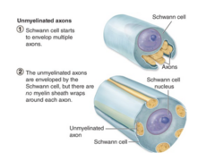 <p>- A single Schwann cell surrounds multiple small axons but does not wrap them in a myelin sheath. Without myelin, nerve impulses travel more slowly.</p><p>*Slower conduction but saves energy and space*</p>
