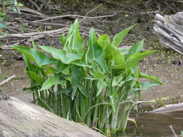 <p>Clumps of broad leaves, emerging directly out of shallow, slow, moving water, or tidal mudflaps</p>