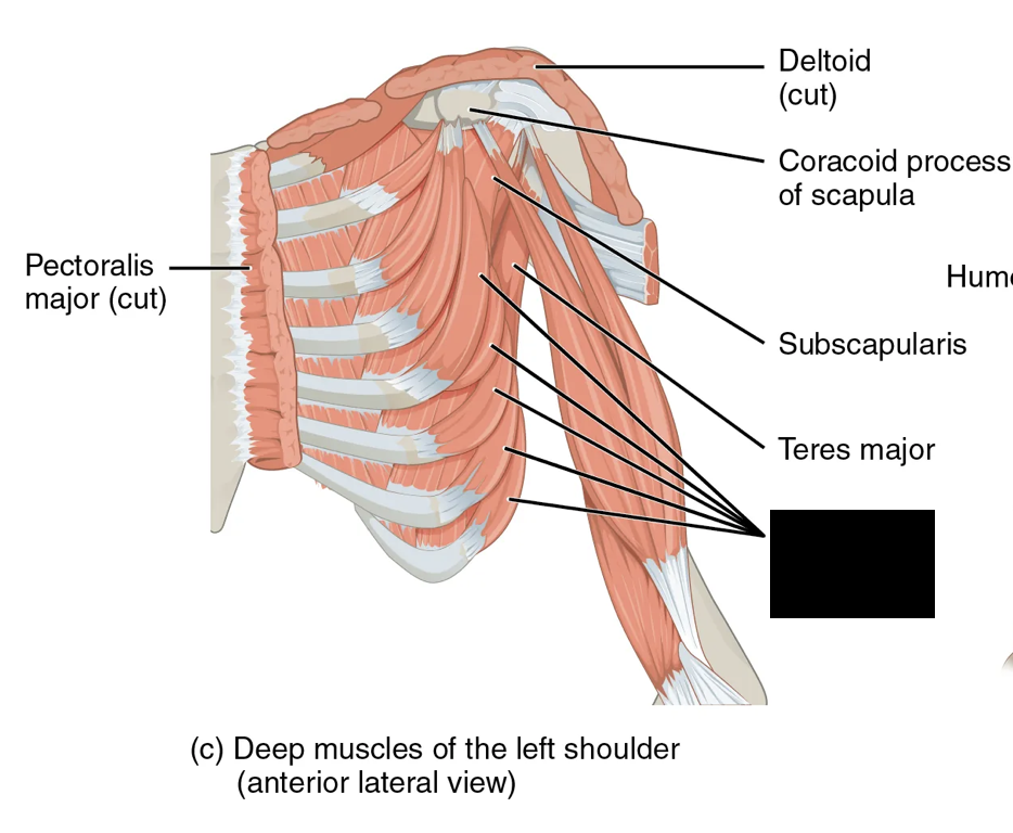 <p>What muscle is this?</p>