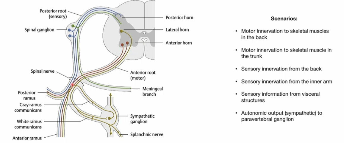 <ol><li><p>Motor output starts in the ventral horn, exits via the ventral rootlets and ventral root, enters the mixed spinal nerve, then travels through the posterior ramus to the back muscles.</p></li><li><p>Motor output starts in the ventral horn, exits via the ventral rootlets and ventral root, enters the mixed spinal nerve, then travels through the anterior ramus to trunk muscles.</p></li><li><p>Sensory input from the back travels through the posterior ramus, spinal nerve, dorsal root, and dorsal rootlets into the spinal cord, with the sensory neuron cell body in the dorsal root ganglion.</p></li><li><p>Sensory input from the inner arm travels through the anterior ramus, spinal nerve, dorsal root, and dorsal rootlets into the spinal cord, with the cell body in the dorsal root ganglion.</p></li><li><p>Visceral sensory information hitches a ride through the autonomics, in this case its a meningeal branch. This info still enters through the dorsal root as it’s sensory.</p></li><li><p>Autonomic output comes from the intermediate grey → enters the dorsal horn because it is an output → spinal nerve → respective ganglia</p></li></ol><p></p>