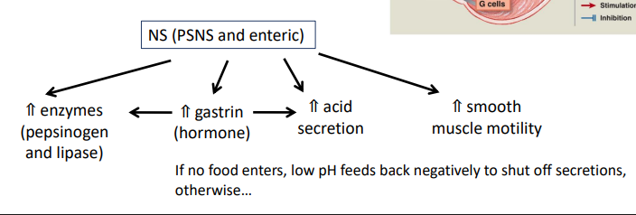 <ul><li><p>prepares stomach for goof (start at level of nervous system)</p></li><li><p>triggers = thought, sight, smell, taste of food</p></li><li><p>PSNS (vagus nerve) and enteric nervous system coordinate secretions and motor responses of the stomach</p></li></ul><p></p>