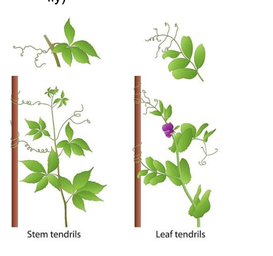 <p>Phytohormones are signalling chemicals that control growth, development, and stimulus response in plants. Examples: IAA (auxin), cytokinin, ethene (ethylene), abscisic acid.</p>