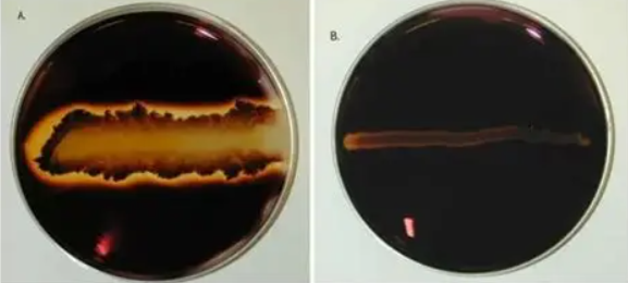 <p>Which result is positive and which one is a negative starch hydrolysis test?</p>