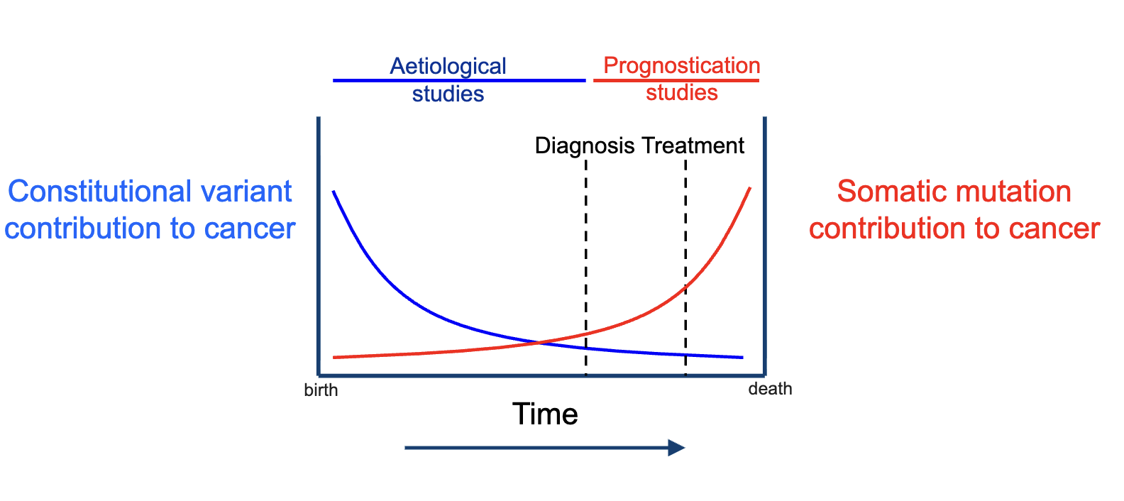<ul><li><p><strong>Constitutional variants (inherited):</strong></p><ul><li><p>Stronger influence <strong>early in life</strong></p></li><li><p>Declining relative contribution over time</p></li><li><p>Studied in <strong>aetiological studies</strong> (causes of cancer)</p></li></ul></li><li><p><strong>Somatic mutations (acquired):</strong></p><ul><li><p>Accumulate <strong>over time</strong></p></li><li><p>Increasing contribution as disease progresses</p></li><li><p>More important <strong>around diagnosis and treatment</strong></p></li><li><p>Studied in <strong>prognostication studies</strong> (outcomes, progression)</p></li></ul></li></ul><p></p>