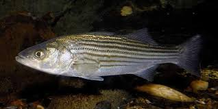 <ul><li><p><strong>General:</strong> Elongated, silvery fish with a robust body, large mouth, and distinctive dark horizontal stripes running along the sides. Back is olive-green to bluish-gray, fading to bright silver on the sides and belly.</p></li><li><p><strong>Size:</strong> Avg. adult <strong>50–90 cm (20–35 in; 1.6–3.0 ft), 2–9 kg (4–20 lb);</strong></p><ul><li><p>Large adults commonly reach (35–47 in; 3.0–3.9 ft) and (20–50 lb).</p></li></ul></li><li><p><strong>Key IDs:</strong></p><ul><li><p>Large terminal to slightly lower-set mouth; <strong>slight underbite</strong></p></li><li><p>Two separate dorsal fins (a spiny first dorsal and a soft-rayed second dorsal)</p></li><li><p>7–8 prominent <strong>dark horizontal stripes</strong> extending from gill cover to deeply forked tail</p></li></ul></li></ul><ul><li><p>No finlets behind the dorsal or anal fins</p></li></ul><p><strong>Memory cue:</strong> bold horizontal stripes + olive-green/blue-grey + protruding lower jaw</p>