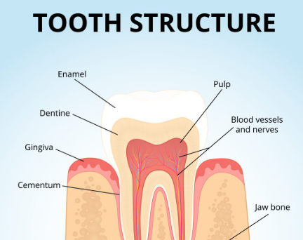 <p>Tissue covering crown of the tooth; hardest substance in the body </p>