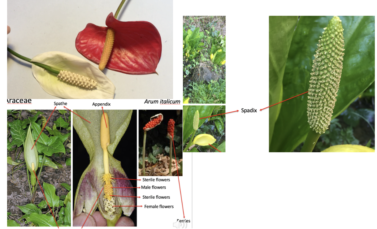 <p>Araceae</p>