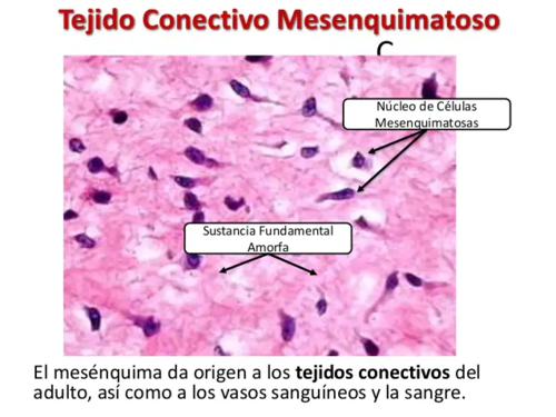 <p><strong>TEJIDO CONJUNTIVO EMBRIONARIO</strong></p>