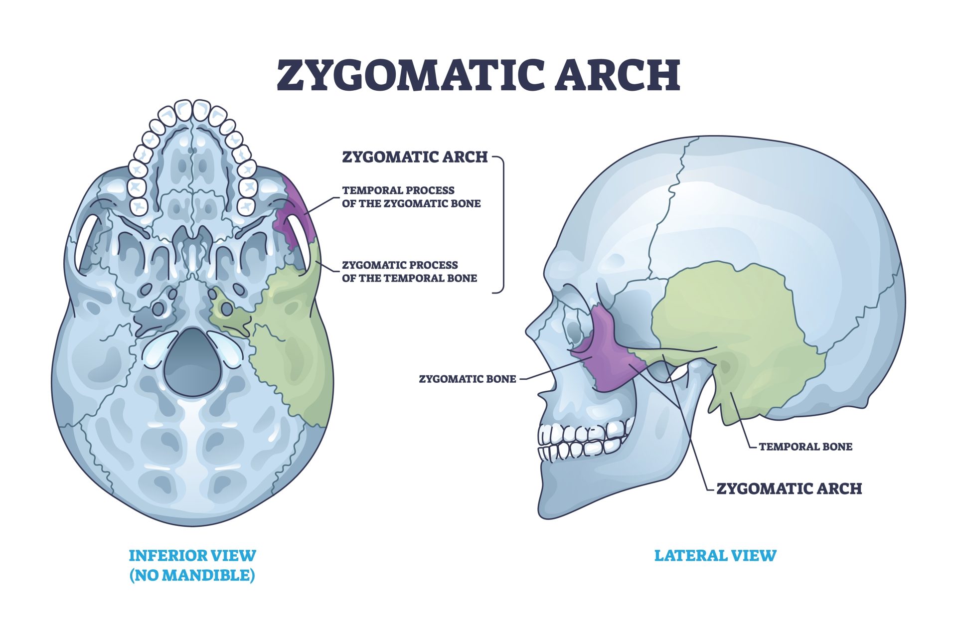 <p>2 parts; half of temporal, half zygomatic</p>