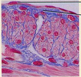 <p>ID</p>