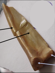 <p>Identify this type of vertebrae </p>