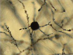 <p>What does this image show?</p>