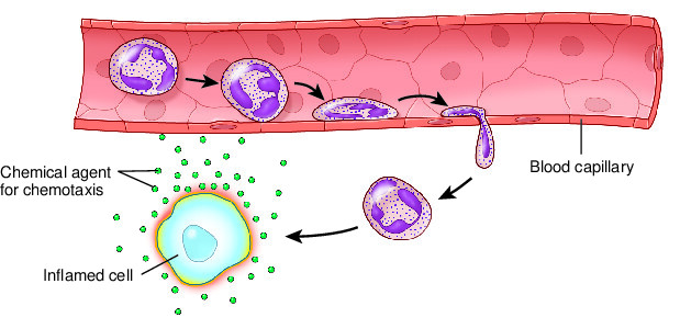 <p><span style="background-color: transparent;">The process of white blood cells moving between capillary walls and entering tissue. An appendage of the cell first moves to an area, followed by the remainder of the cell.</span></p>