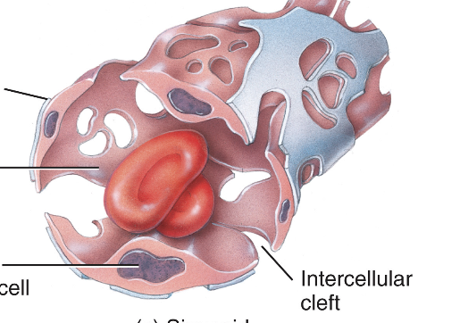 <p>have large gaps in the wall, allowing even large substances like proteins and blood cells to pass through. liver + bone marrow</p>