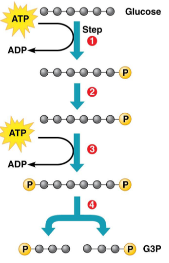 <ul><li><p>First part of glycolsis</p></li><li><p>Consumes energy to energize the glucose molecule in order to split it into two G3P molecules </p></li></ul><p></p>