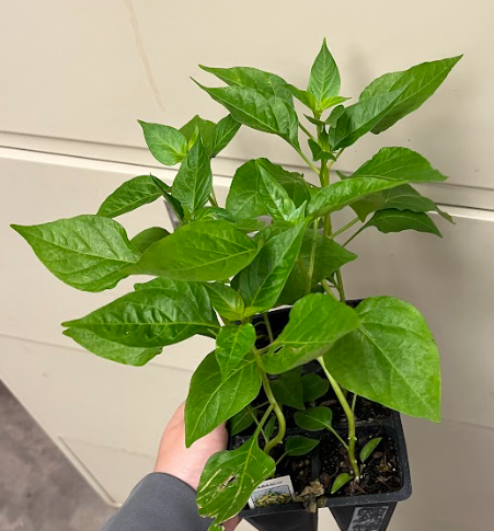 <ul><li><p>upright erect</p></li></ul><p></p>