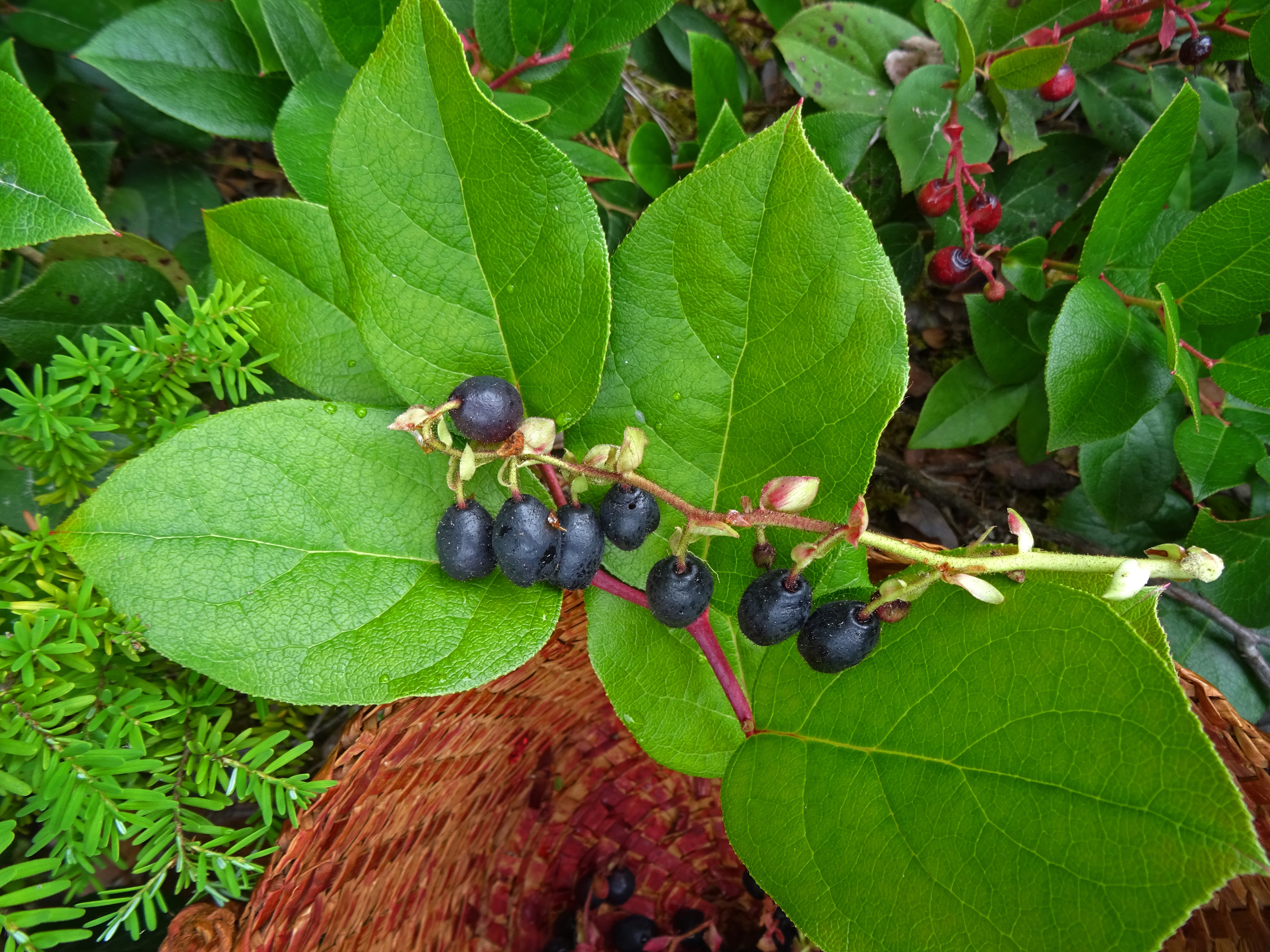 <p>Salal</p>
