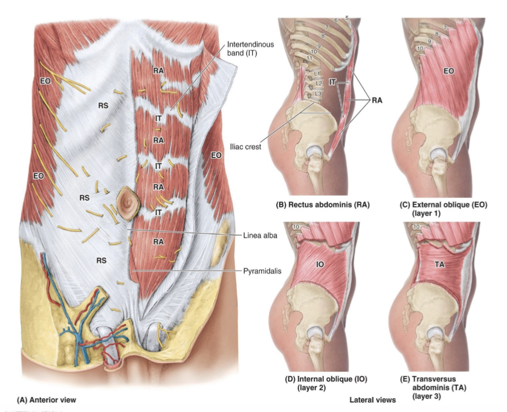 <p><strong>External Oblique:</strong></p><p>Compress and support abdomen viscera; flex and rotate trunk </p><p></p><p><strong>Internal Oblique:</strong></p><p>Compress and support abdomen viscera; flex and rotate trunk </p><p></p><p><strong>Transversus abdominis:</strong></p><p>Compress and support abdomen viscera </p><p></p><p><strong>Rectus Abdominis: </strong></p><p>Flex trunk; Compress abdominal viscera</p>