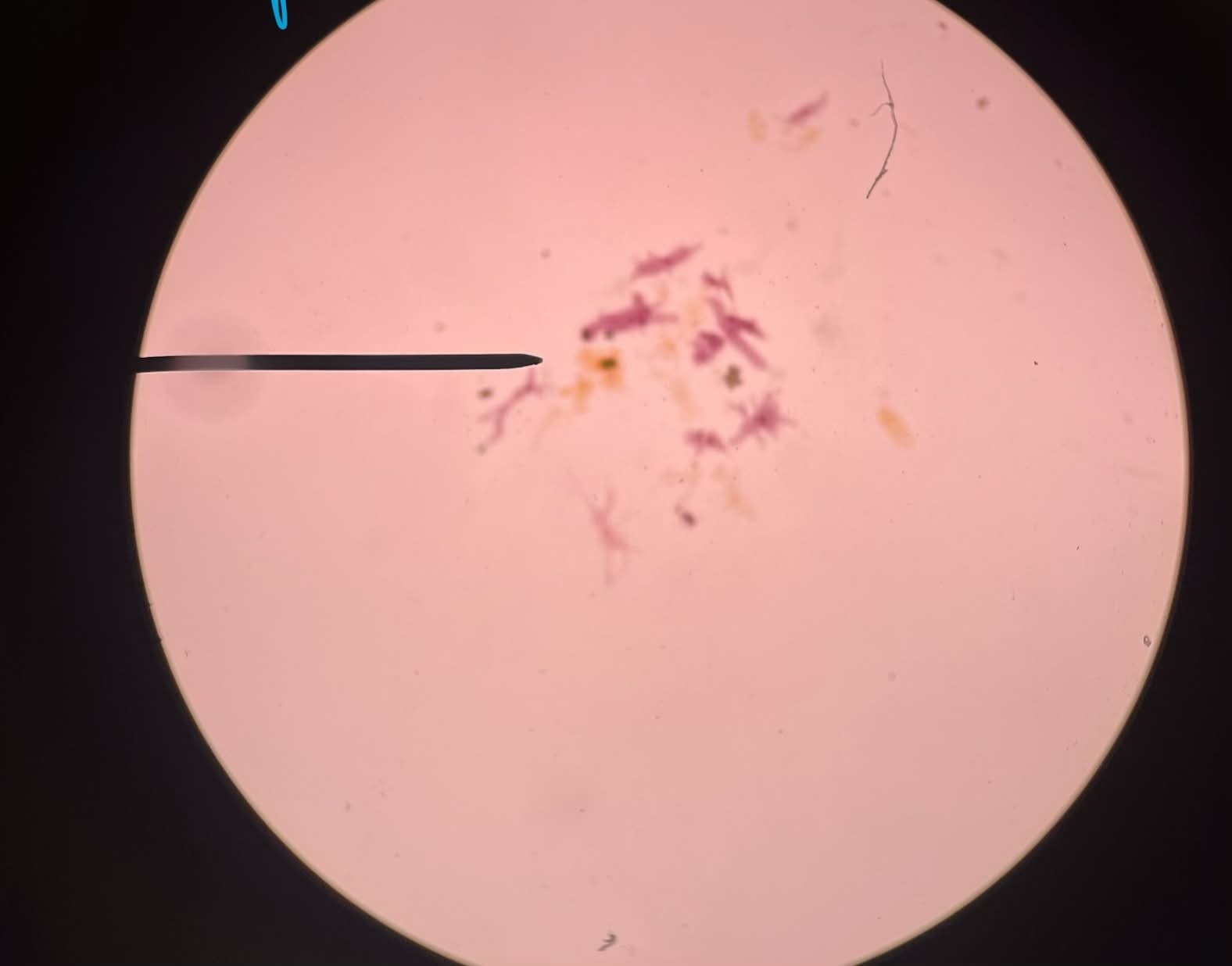 <p>What is this?</p>