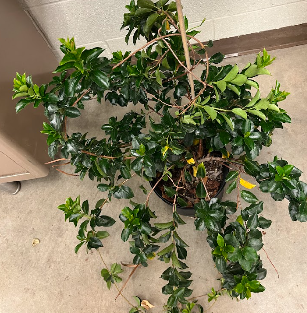 <ul><li><p>purple, white, red flowers</p></li><li><p>woody</p></li><li><p>dark green foliage </p></li></ul><p></p>