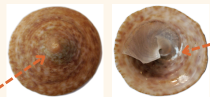 <p><strong>FILO<br>CLASE</strong><br><strong>SUBCLASE</strong><br><strong>ORDEN</strong><br><strong>FAMILIA</strong><br><strong>GÉNERO</strong><br><strong>NOMBRE COMÚN<br>CARACTERÍSTICAS</strong><br><strong>RÁDULA<br>ALIMENTACIÓN <br>HÁBITAT</strong></p>