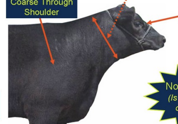 <ul><li><p>thick neck</p></li><li><p>coarse head</p></li><li><p>thick and coarse shoulder</p></li></ul><p></p>