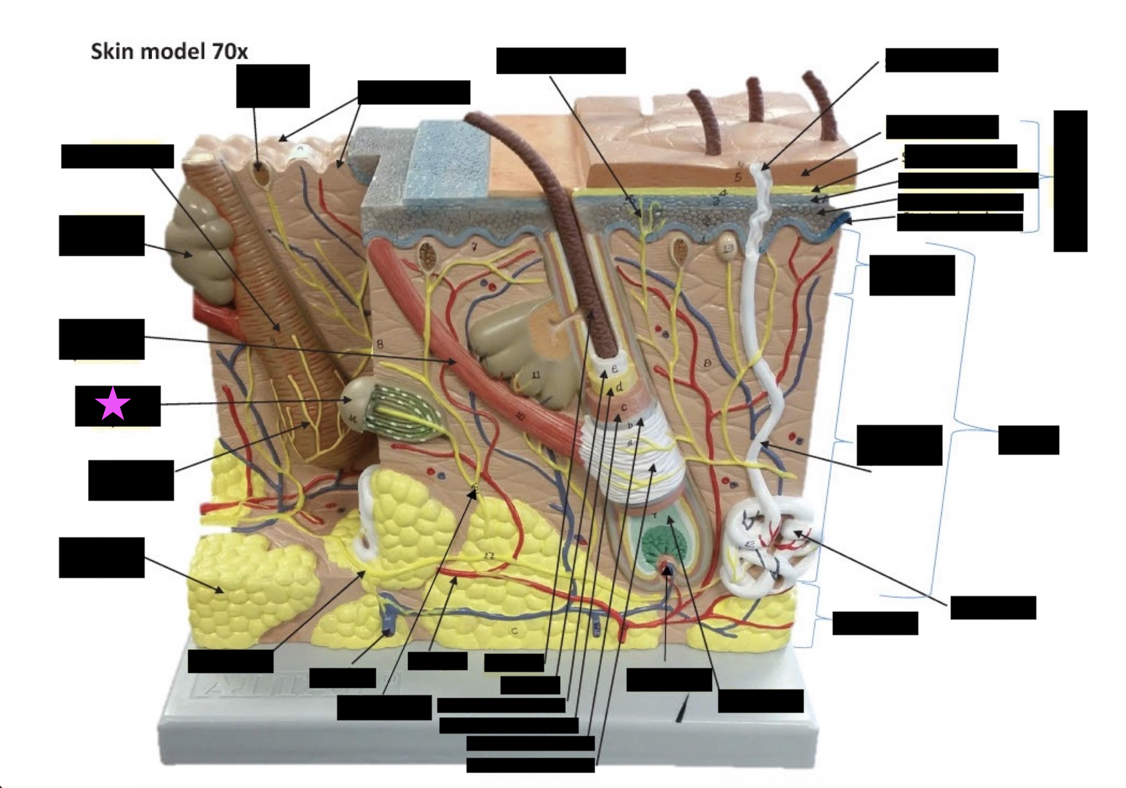 term image