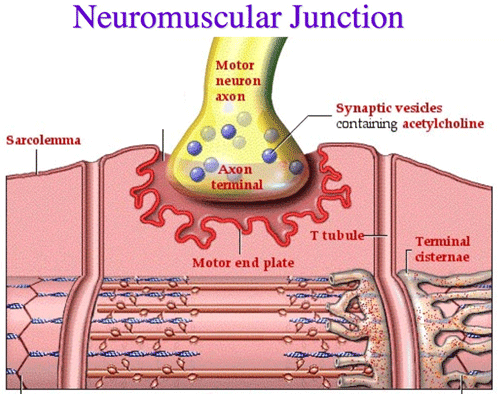 <p>axon terminal (somatic neuron branches), motor end plate (receptors), schwann cells</p>