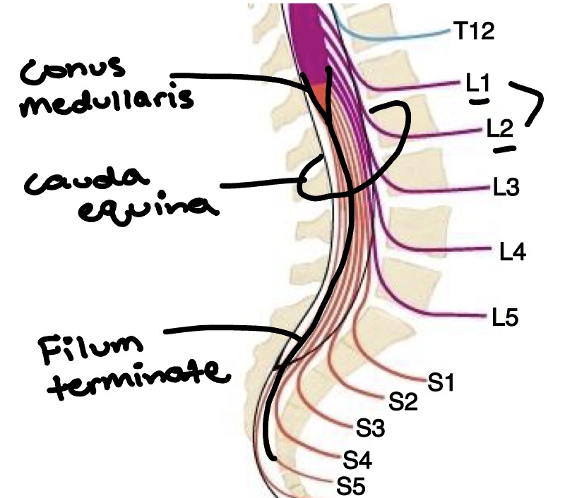 <ul><li><p>Conus medullaris </p></li><li><p>Cauda equina</p></li><li><p>Filum terminale</p></li></ul><p></p>