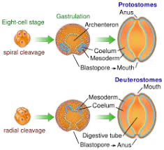 <p>deuterostomes: phyla, early cell division, fate of blastopore, cell fate, # of germ layers, body cavity types, coelom formation, added phyla</p>