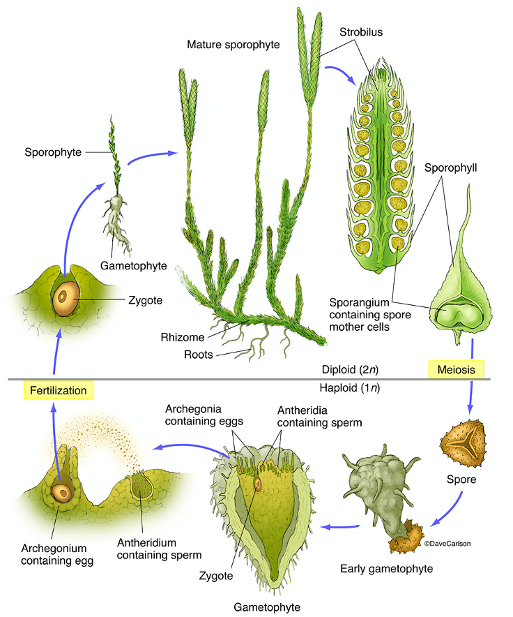 <p>(note the self-fertillization is the norm, but they can mate with other lycophytes)</p>
