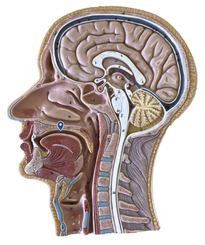 <p>Name this portion of the roof of the mouth.</p>