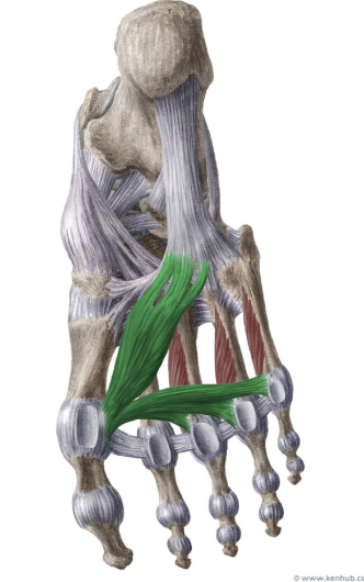 <p>-o: Oblique head=bases MT 2-4; Transverse head=plantar ligaments MTP 3-5</p><p>-i: Lateral side base proximal phalanx digit 1</p><p>-act: adduction 1</p><p>-in: Lateral plantar n. (deep branch)</p><p>-blood:</p><p>-type: multiheaded</p>