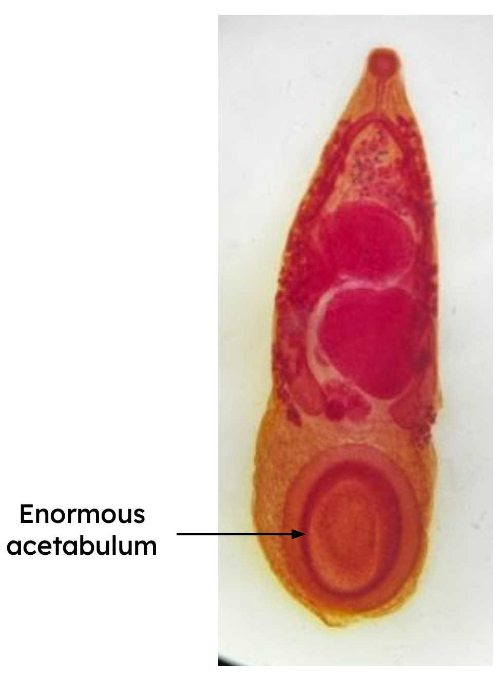 <p>Identification:</p><p>Common name:</p><p>Organ loc: <strong>Abomasum and Rumen</strong></p><p>Intermediate Host:</p><p>Definitive Host:</p><p>Family:</p>